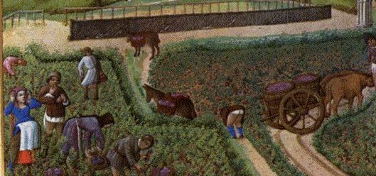 Les vendanges